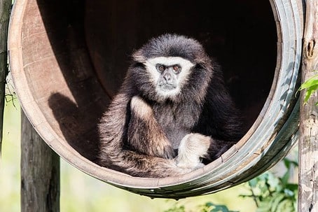 monkey in a barrel