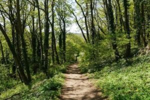 walking path in the woods